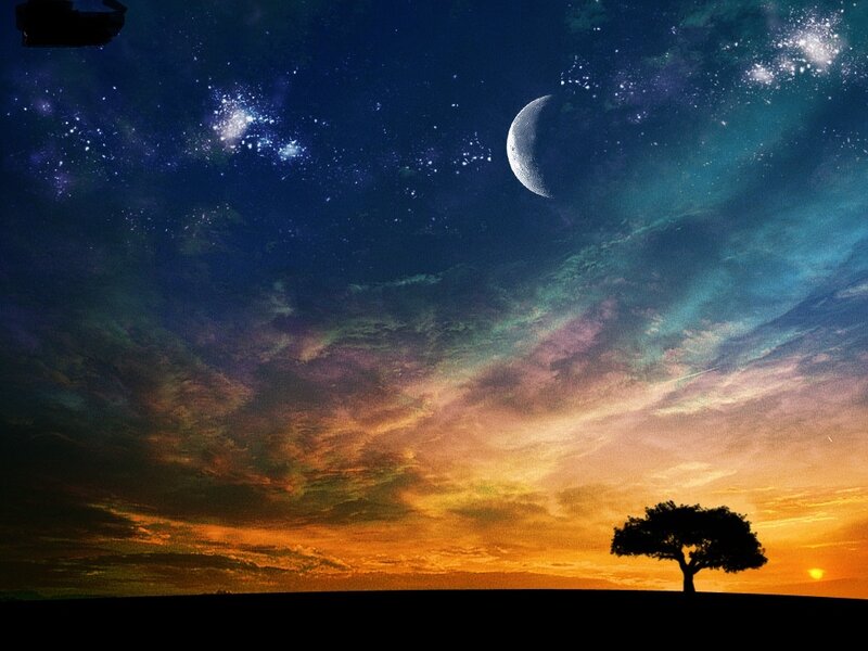 Silhouette of a Tree — Orange, Serene, Sunset