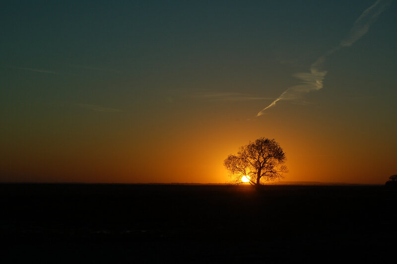 Silhouette of a Tree — Orange, Serene