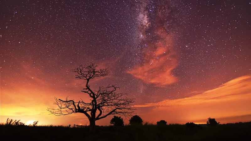 Silhouette of a Tree — Purple, Dramatic, Night, Photograph
