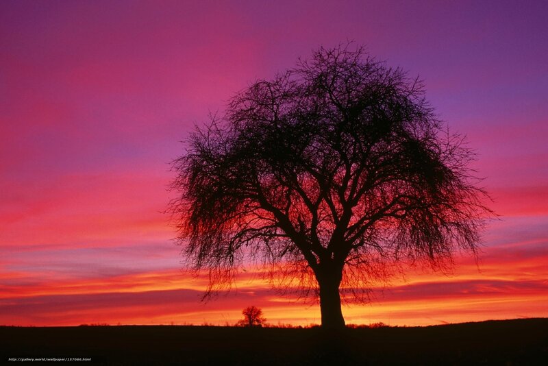 Silhouette of a Tree — Purple, Dramatic, Sunset, Photograph, Sky