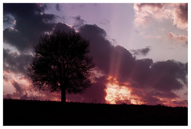 Silhouette of a Tree — Purple, Dramatic, Sunset, Photograph