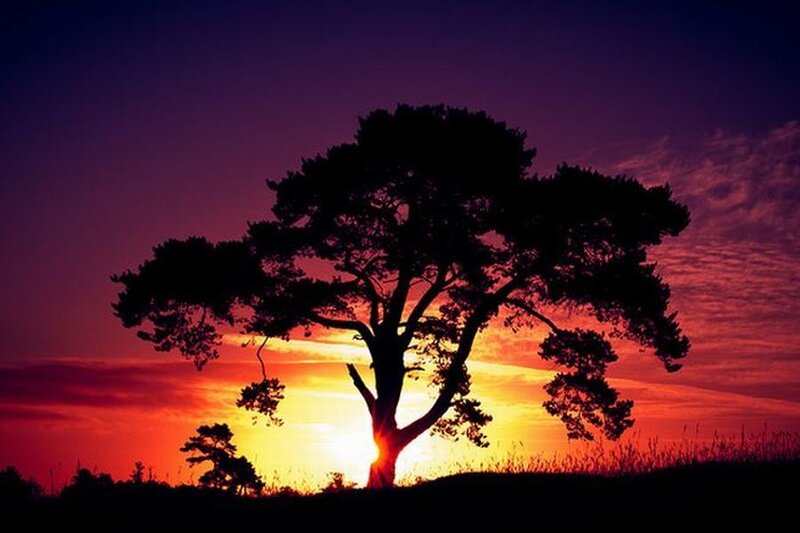Silhouette of a Tree — Purple, Dramatic, Sunset