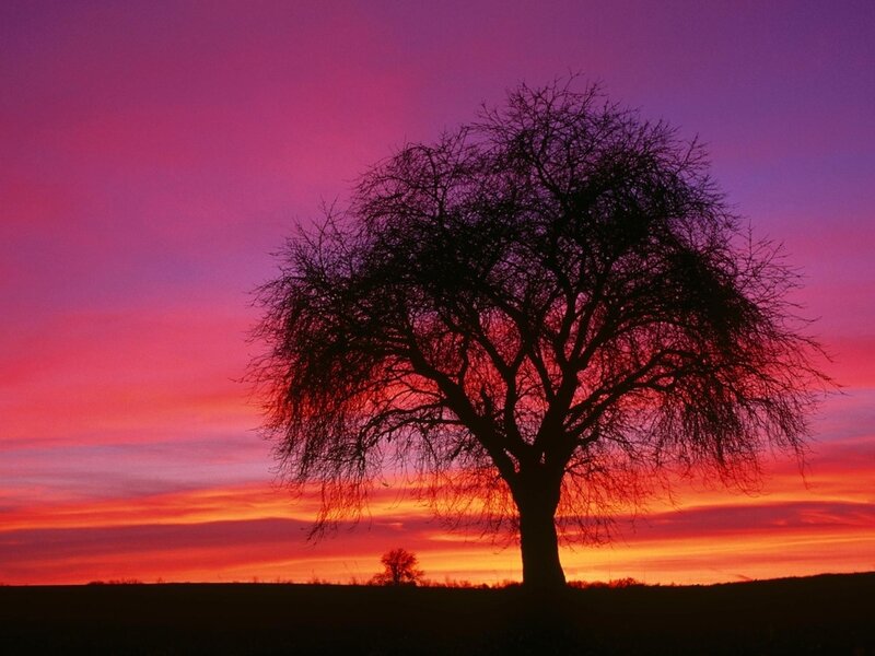 Silhouette of a Tree — Purple, Dramatic