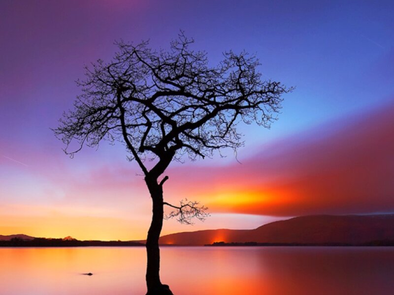 Silhouette of a Tree — Purple, Serene, Sunset, Photograph, Lake