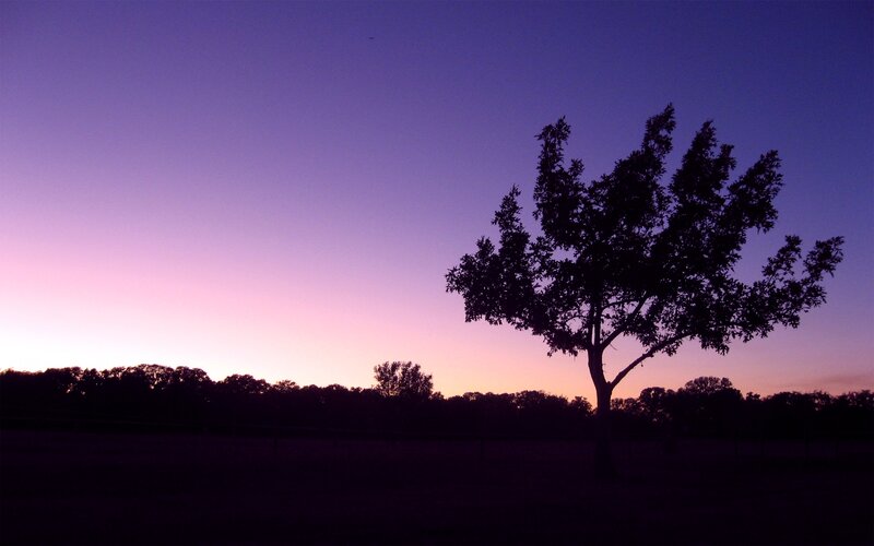 Silhouette of a Tree — Purple, Serene, Sunset, Photograph