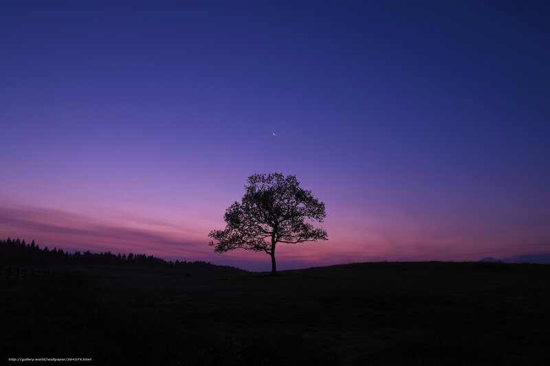 Silhouette of a Tree — Purple, Serene, Sunset