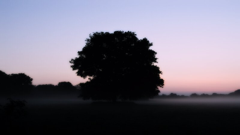 Silhouette of a Tree — Purple, Serene