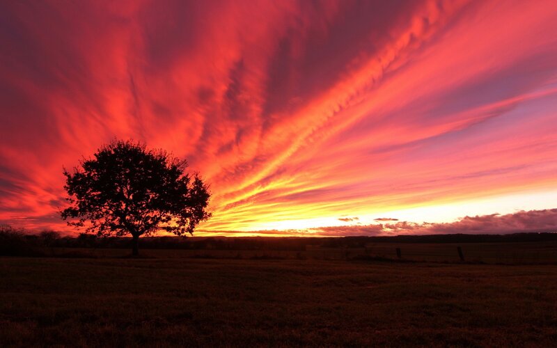 Silhouette of a Tree — Red, Dramatic, Sunset, Photograph, Field