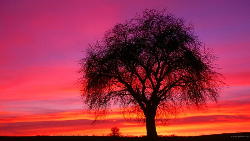 Silhouette of a Tree — Red, Dramatic, Sunset, Photograph, Sky, Clouds