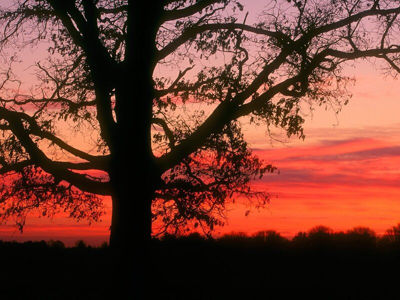 Silhouette of a Tree — Red, Dramatic, Sunset, Photograph, Sky, Clouds, Trees