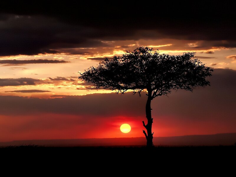 Silhouette of a Tree — Red, Dramatic