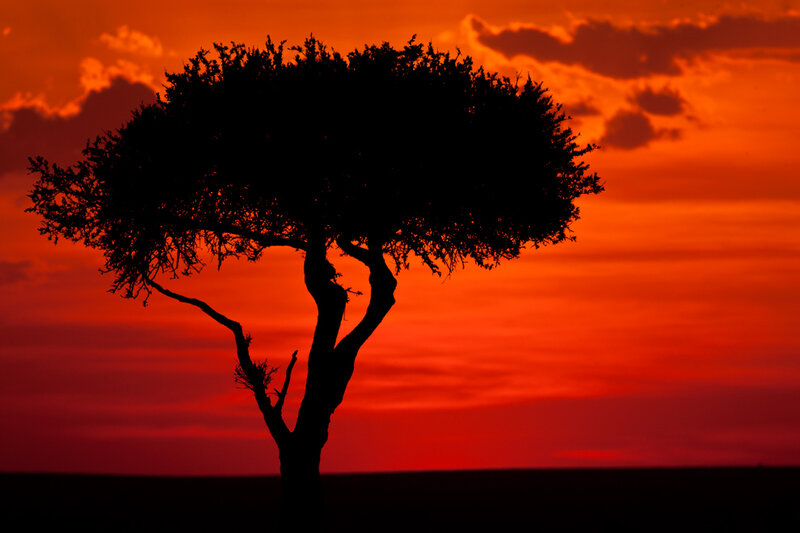 Silhouette of a Tree — Red