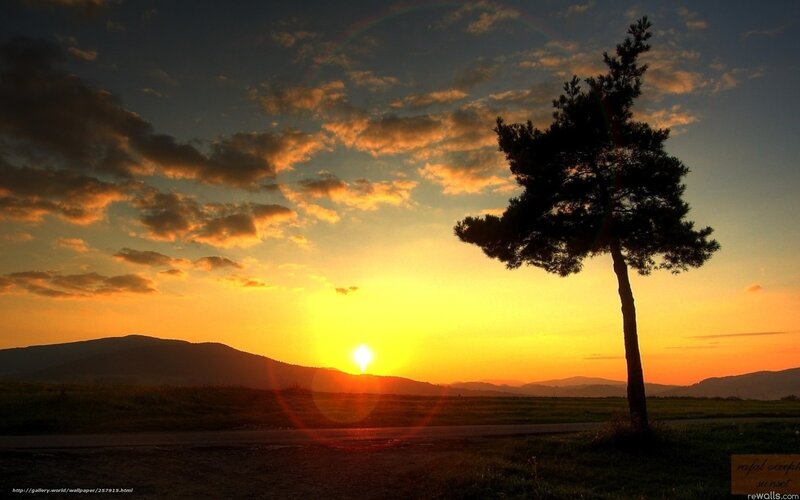 Silhouette of a Tree — Yellow, Dramatic, Sunset, Photograph