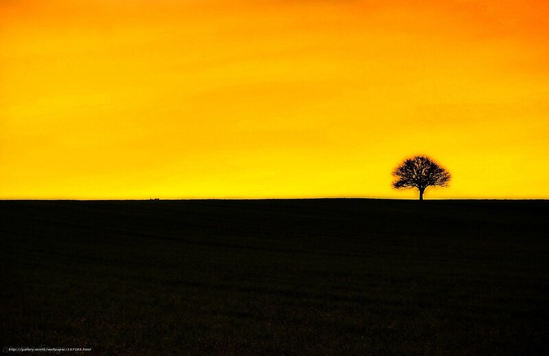 Silhouette of a Tree — Yellow, Dramatic, Sunset