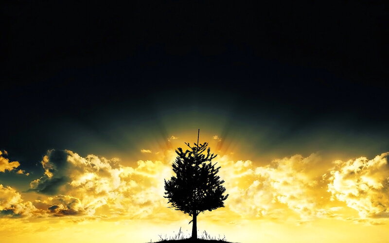 Silhouette of a Tree — Yellow, Dramatic