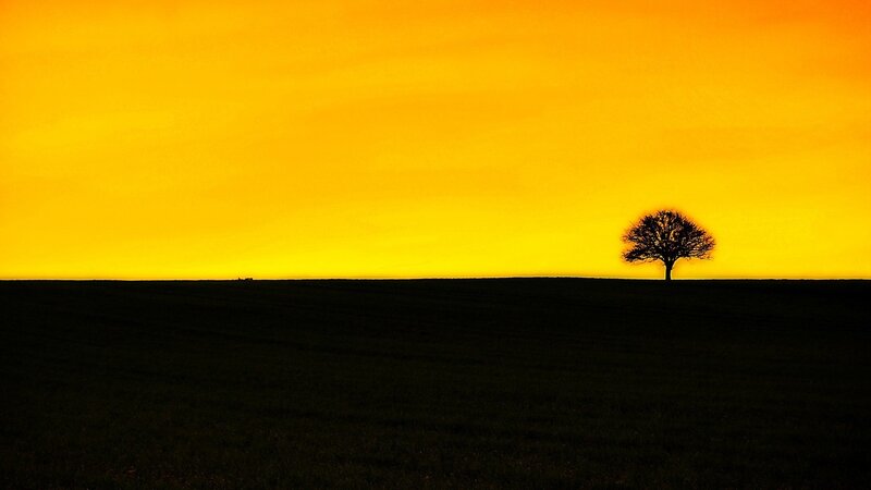 Silhouette of a Tree — Yellow, Serene, Sunset, Photograph, Field