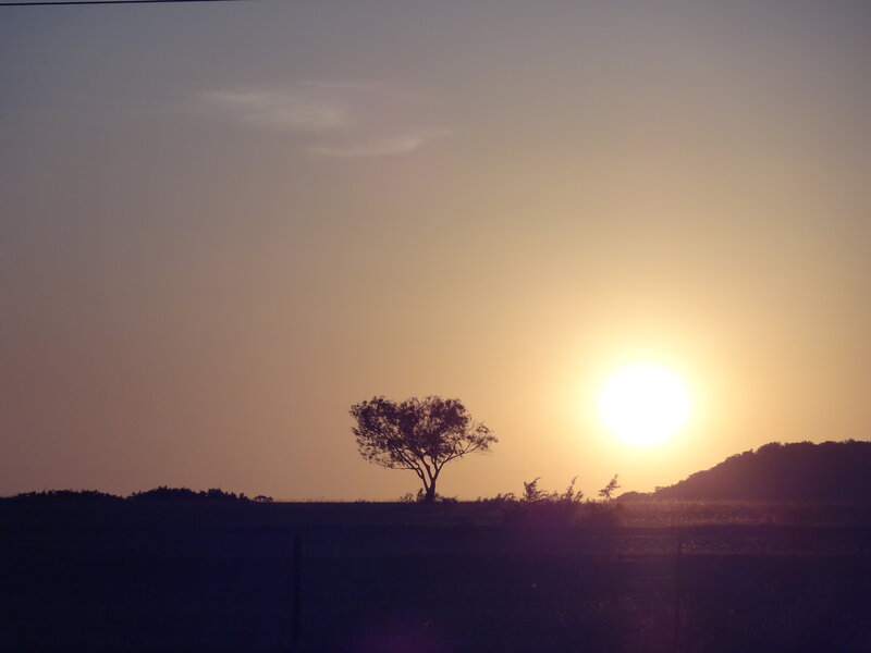 Silhouette of a Tree — Yellow, Serene, Sunset