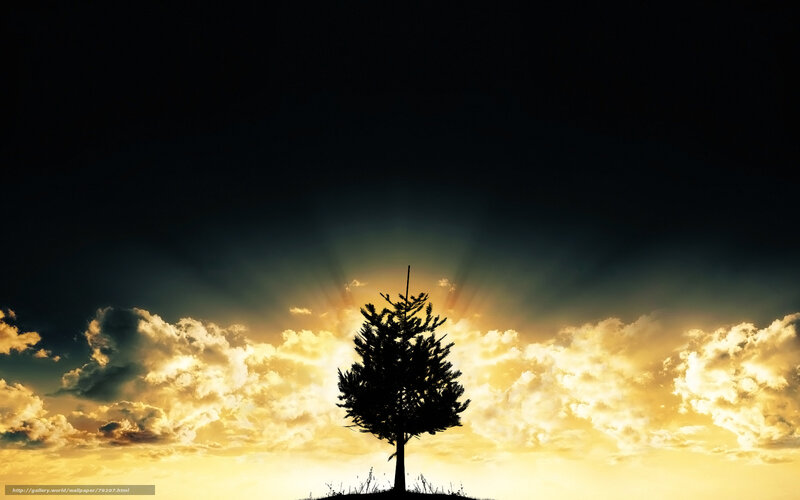 Silhouette of a Tree — Yellow