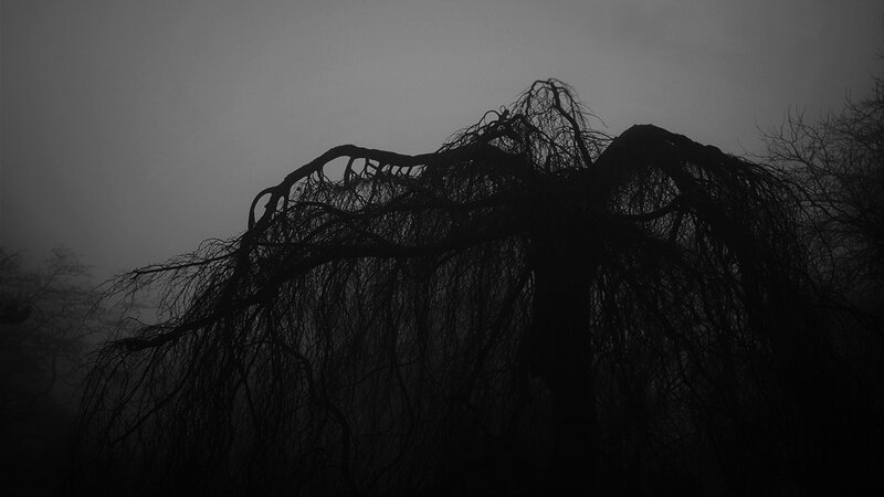 Silhouette of a Weeping Willow