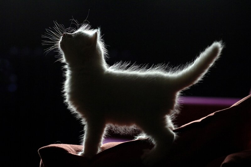 silhouette of a white kitten