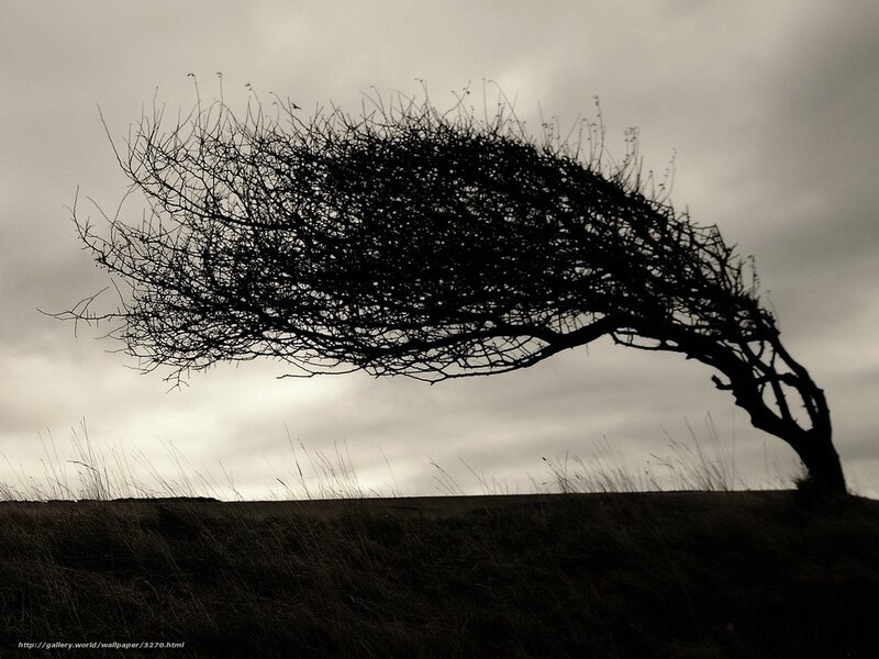 Silhouette of a Wind-Blown Tree