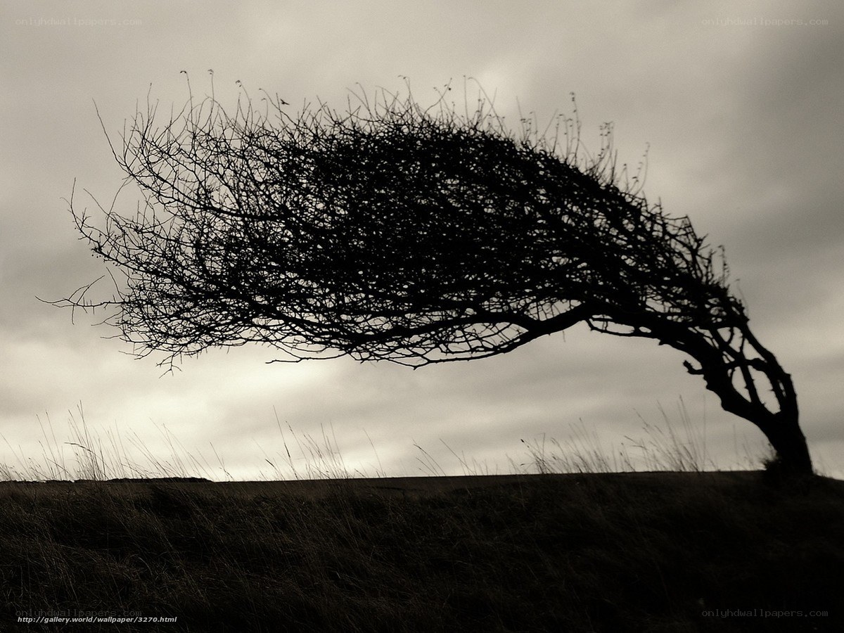 Silhouette of a Wind-Blown Tree