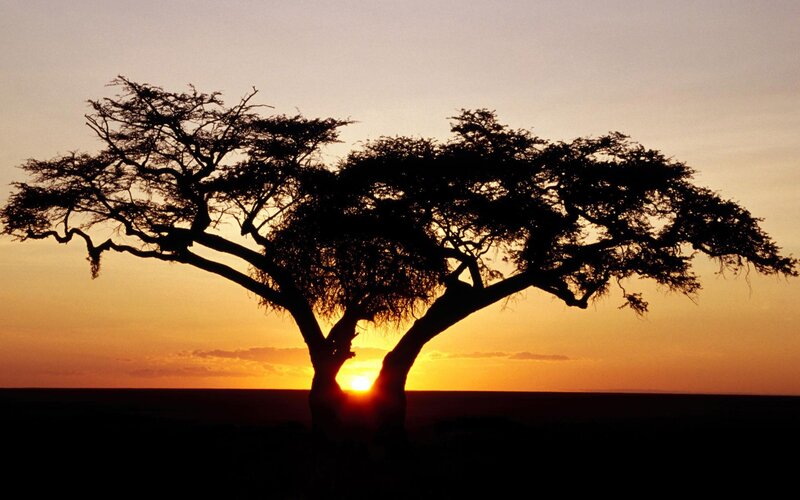 Silhouette of acacia tree at sunset