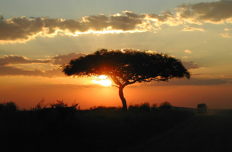 Silhouette of Acacia Tree — Orange, Serene
