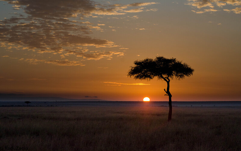Silhouette of Acacia Tree — Orange
