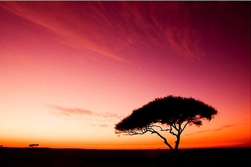 Silhouette of Acacia Tree — Red, Dramatic