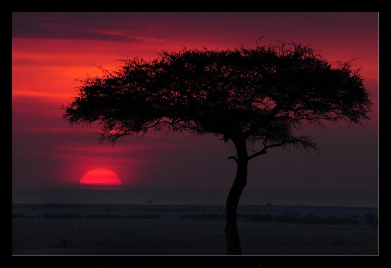 Silhouette of Acacia Tree — Red