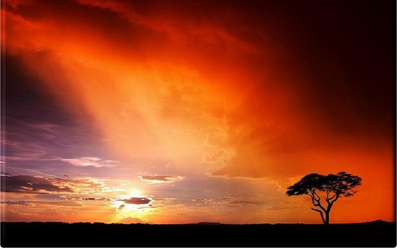 Silhouette of Acacia Tree