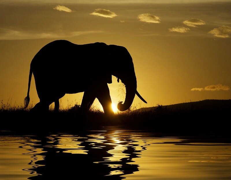 Silhouette of an Elephant — Gold