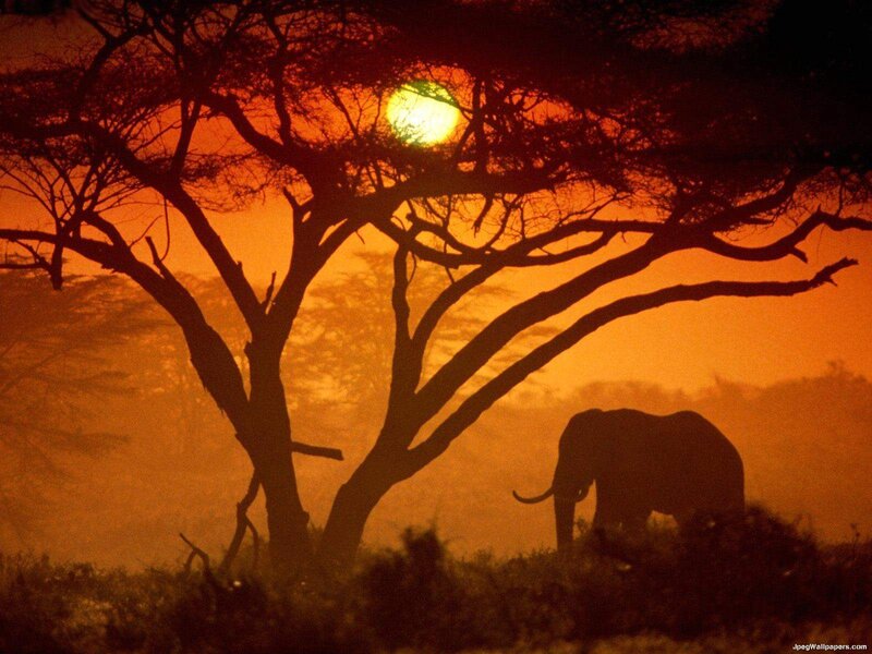 Silhouette of an Elephant — Orange, Dramatic, Sunset