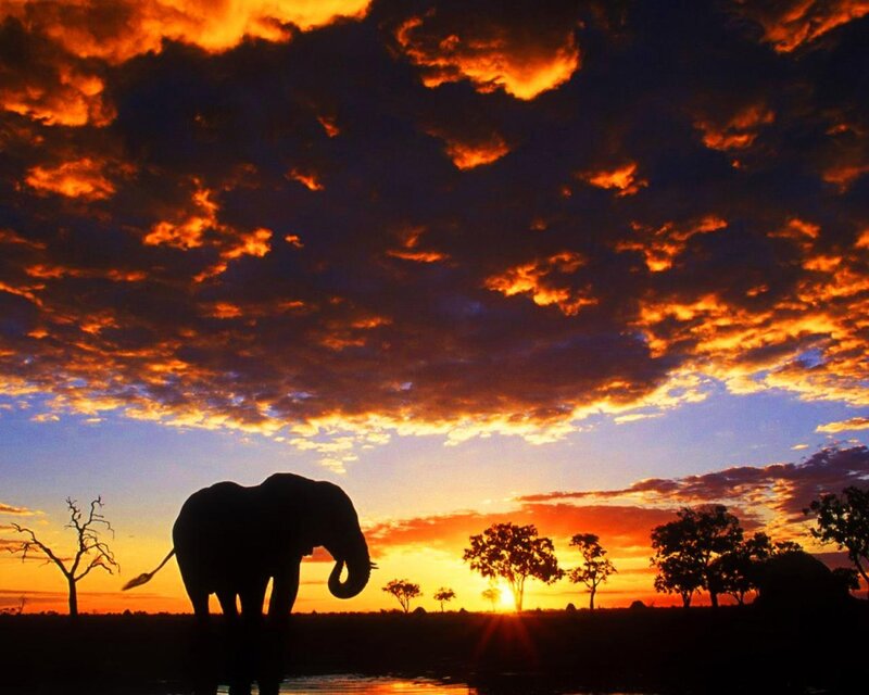 Silhouette of an Elephant — Orange, Dramatic