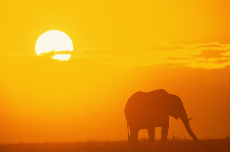 Silhouette of an Elephant — Orange, Serene