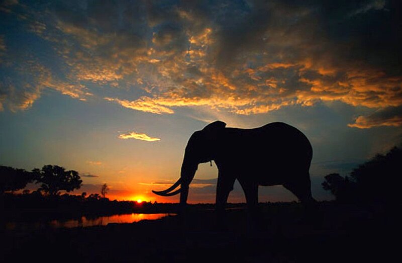 Silhouette of an Elephant — Orange