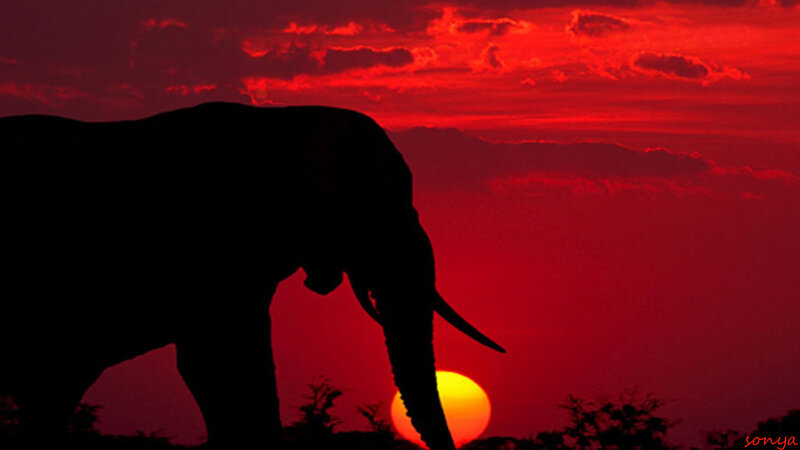 Silhouette of an Elephant — Red, Dramatic