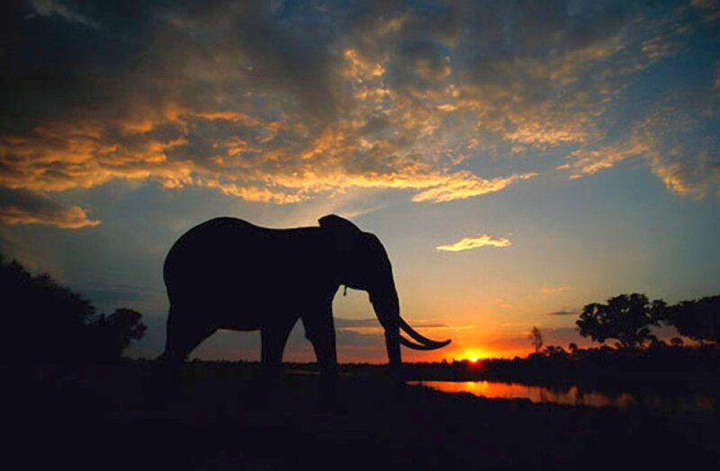Silhouette of an Elephant