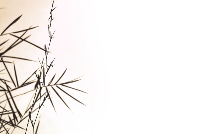 silhouette of bamboo leaves