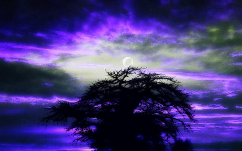 Silhouette of Baobab Tree