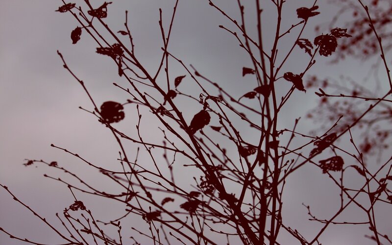 silhouette of bare branches
