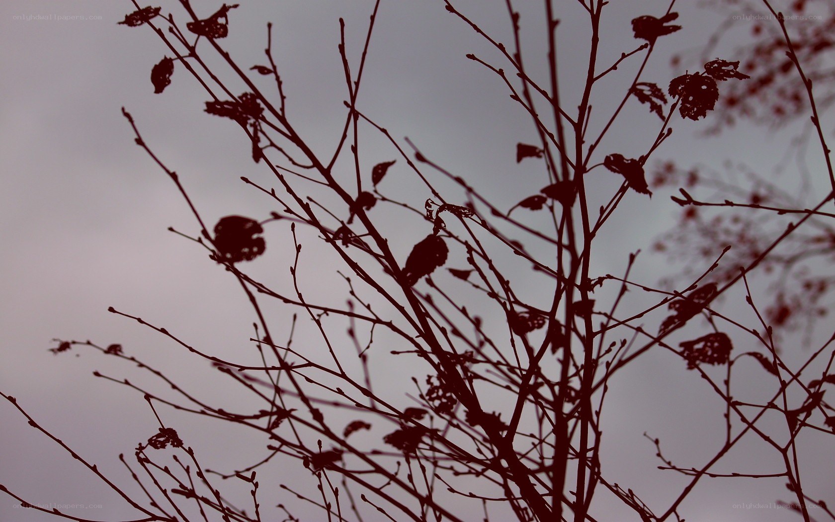 silhouette of bare branches