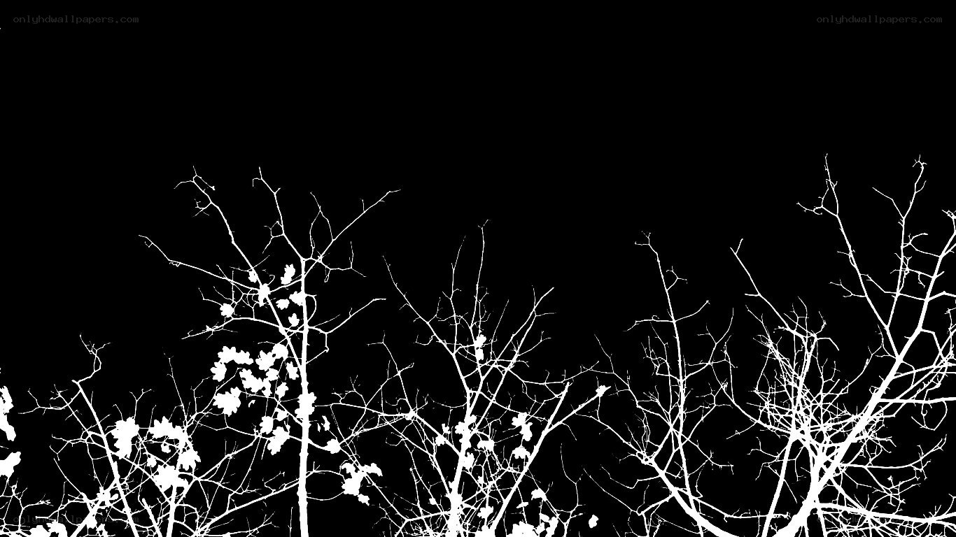 silhouette of bare branches