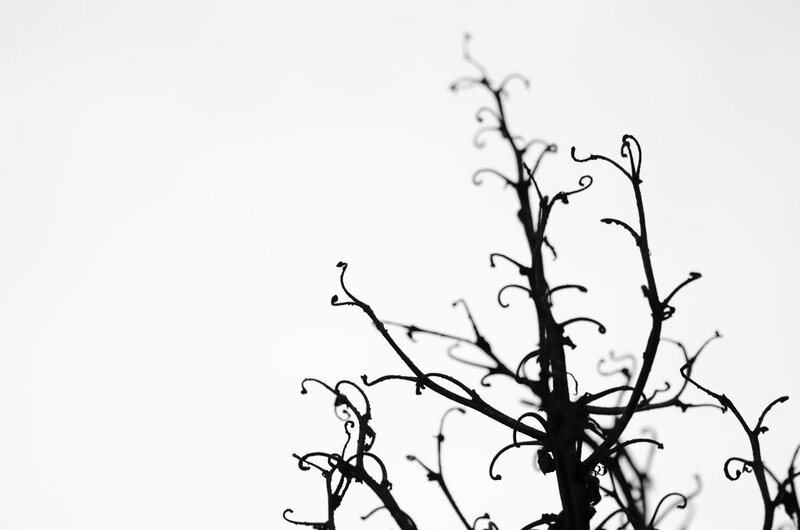 Silhouette of Bare Branches — Black