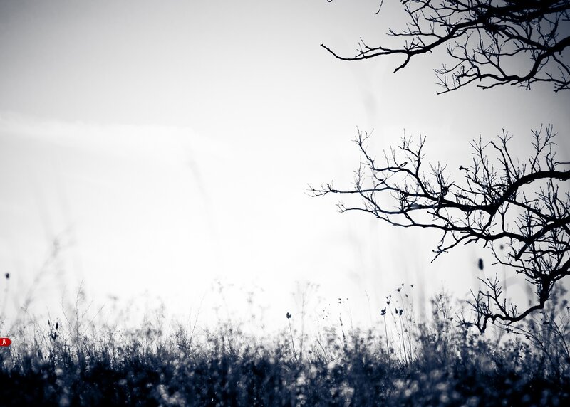 Silhouette of bare branches