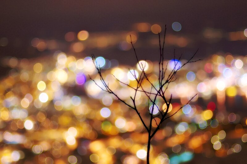 Silhouette of Bare Branches — Yellow