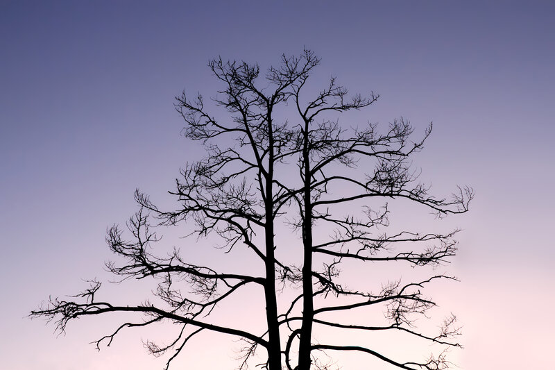 silhouette of bare tree
