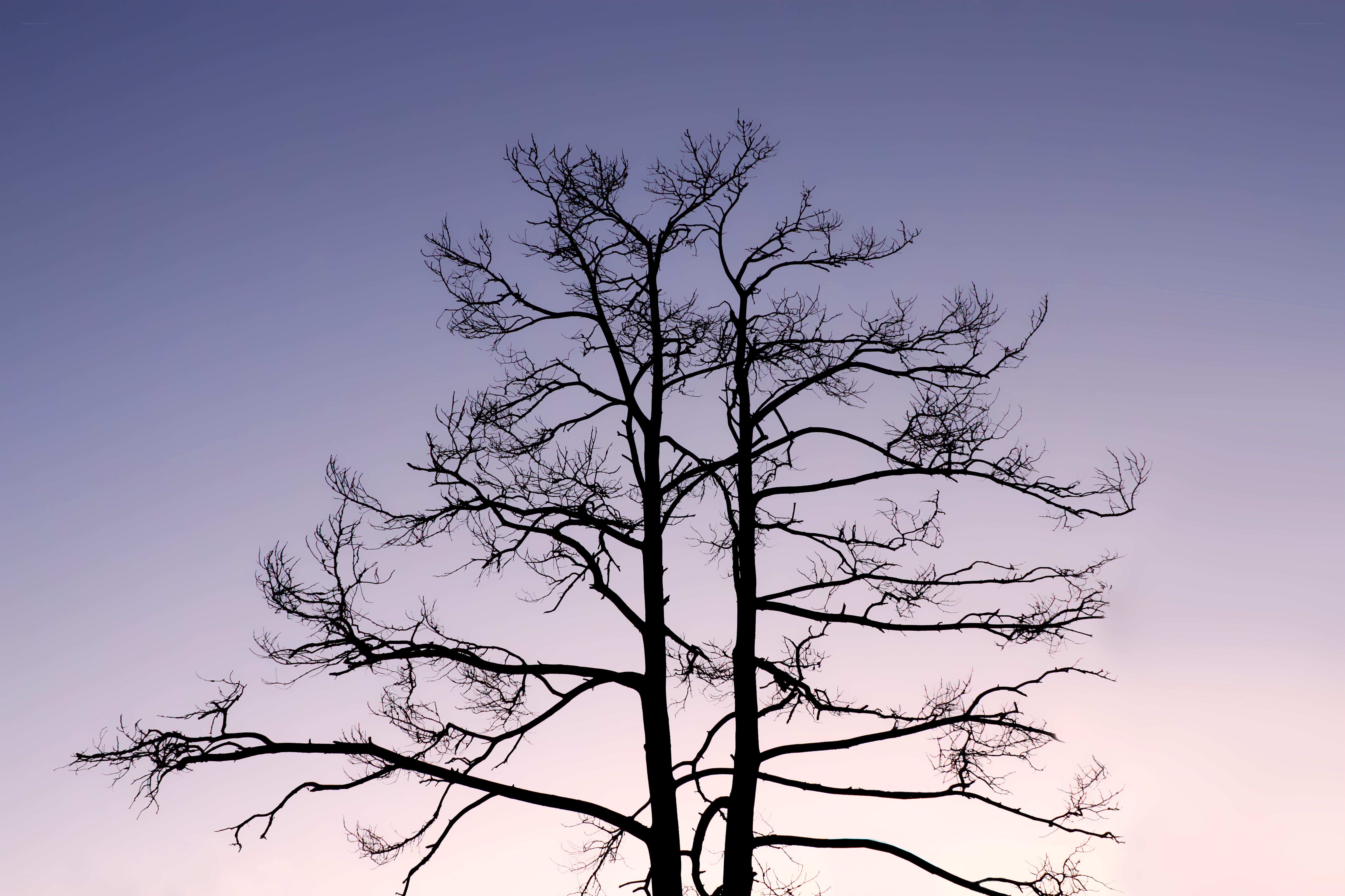 silhouette of bare tree