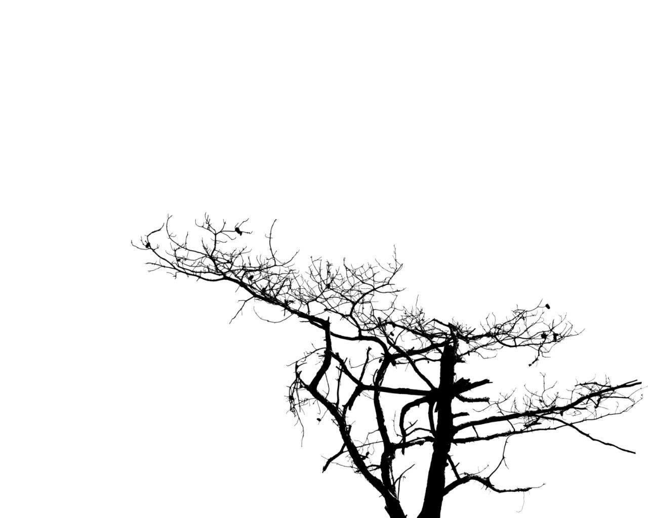silhouette of bare tree